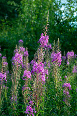 Pink willow-herb flowers on a green background