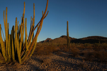 An Organ Pipe Cactus on a desert landscape