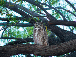 A Great Horned Owl perched on a tree branch