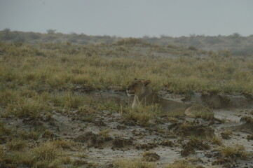 African lions hunting for zebras and ostriches in Etosha National Park, Namibia