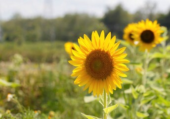 Obraz premium sunflower in the field