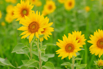 吉備路の向日葵