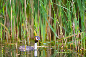 Haubentaucher (Podiceps cristatus) Niederlande, Europa