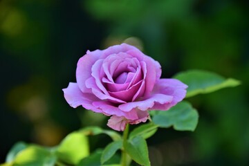 pink rose in garden