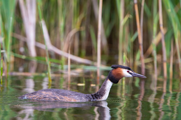 Haubentaucher (Podiceps cristatus) Niederlande, Europa