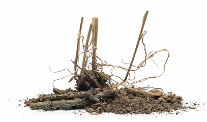 Wheat stubble with soil, mowed and harvested crops, grains with dirt and dry rotten branch isolated...