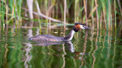 Haubentaucher (Podiceps cristatus) Niederlande, Europa