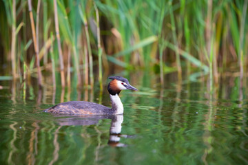 Haubentaucher (Podiceps cristatus) Niederlande, Europa