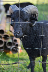 Angry ram with antlers photography farm life
