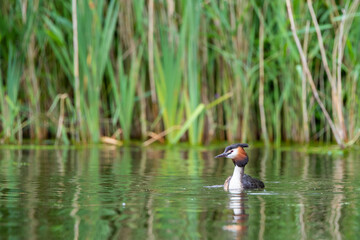 Haubentaucher (Podiceps cristatus) Niederlande, Europa