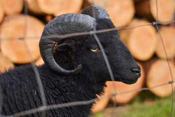 Small Black Ram Photography