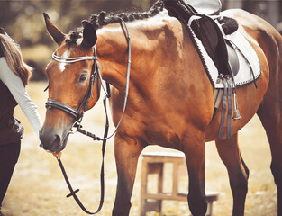 Obraz premium The girl leads by the reins of a beautiful sports racehorse bay horse with a saddle on its back. Walk with a friendly animal.