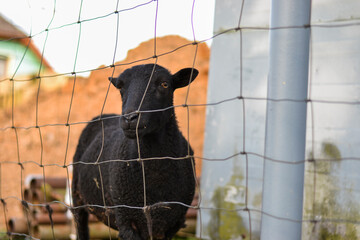 Small Black Sheep Photography