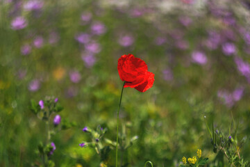 Obraz premium Red poppy, selective and soft focus. Poppies close-up on a blurry background with a copy of the space