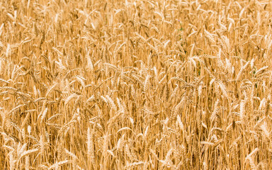 harvesting wheat at an agricultural enterprise