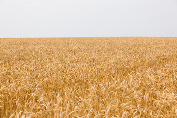 Naklejka premium harvesting wheat at an agricultural enterprise