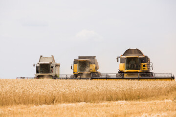 harvesting wheat at an agricultural enterprise