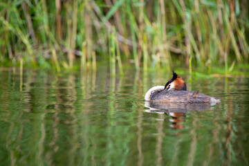 Haubentaucher (Podiceps cristatus) Niederlande, Europa