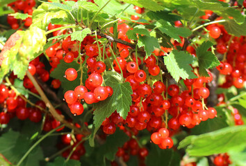 Ripe red currants hanging from bush ready for harvest.