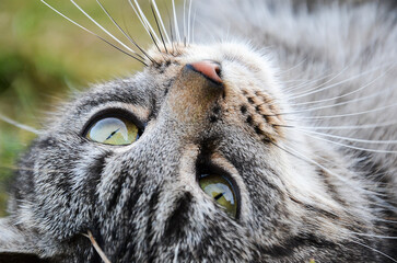 Cute Beautiful Tabby Cat Macro Photography