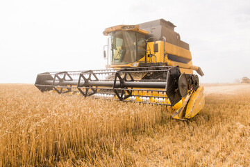 harvesting wheat at an agricultural enterprise