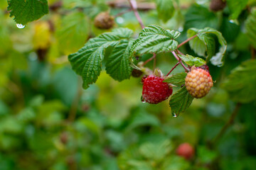 Red raspberries hang on a branch