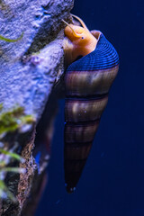 rabbit snail  © Aleksandar