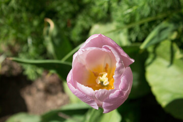 spring tulips on a green background