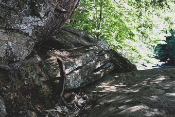 rocky forest and roots