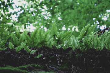 little fern in the forest