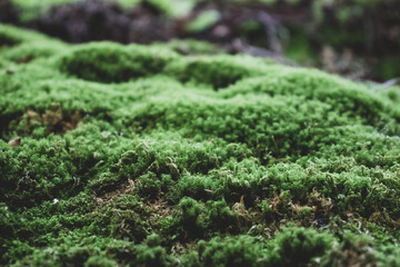 green moss on the ground