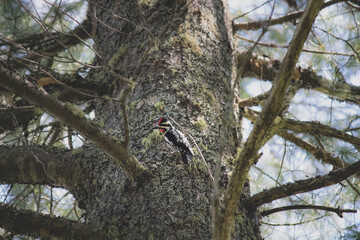 woodpecker on tree