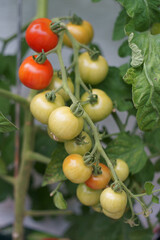 truss of red and green tomatoes on tomato plant