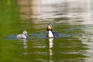 Haubentaucher (Podiceps cristatus) mit Jungem, Niederlande, Europa
