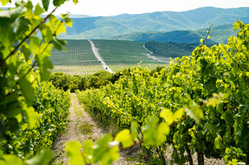 vineyard in the mountains