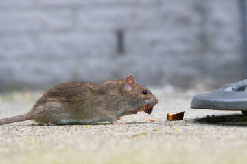 Wanderratte (Rattus norvegicus) holt sich ein Stück Bratwurst, Deutschland, Europa