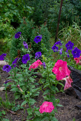 Purple and blue flowers on green background