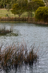 Obraz premium A view of the Lake Pillans Wetlands near Lithgow, Australia