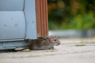 Wanderratte (Rattus norvegicus)