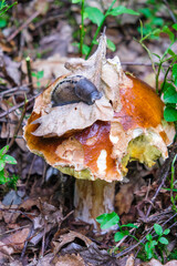 A large edible mushroom with a brown cap. On the cap is a snail. The snail eats a mushroom. Mushrooms hobby concept. Quiet hunting. Copy the space. Vertical image.