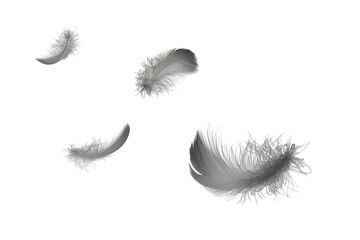 Light fluffy black feathers floating in the air. Feather abstract islate on white background.
