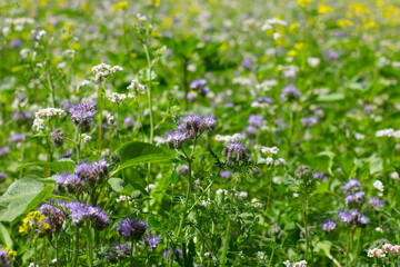Blue Tansy also called Phacelia tanacetifolia or rainfarn phazelie