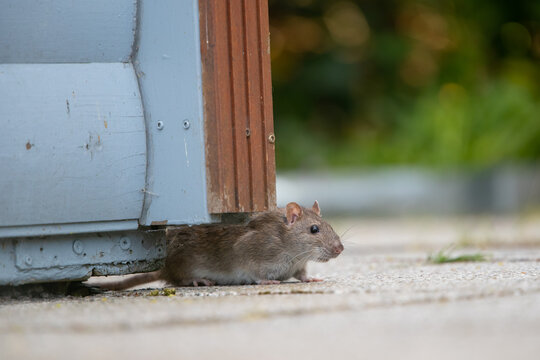 Wanderratte (Rattus norvegicus)
