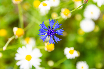 knapweed blue flower with chamomile flowers in the garden green, selective focus
