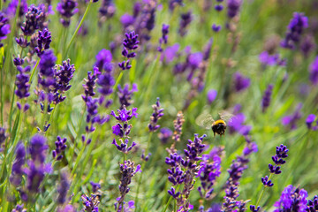 Lavender field with honey bees close-up.