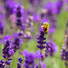 Lavender field with honey bees close-up. Lavender honey.