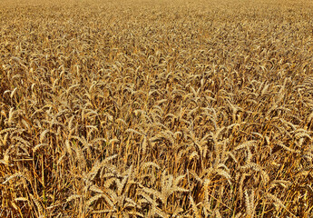 Wheat field as grain background or texture.