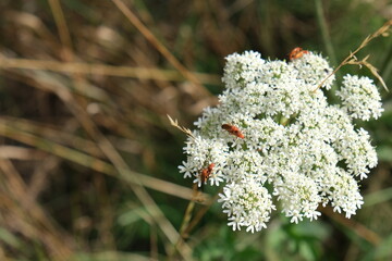 Common red soldier beetles on hogweed