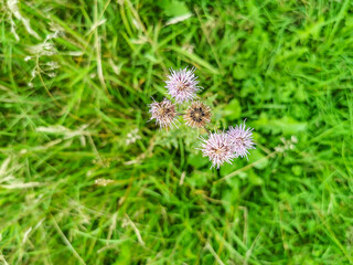 Lila Blumen auf grünem Rasen