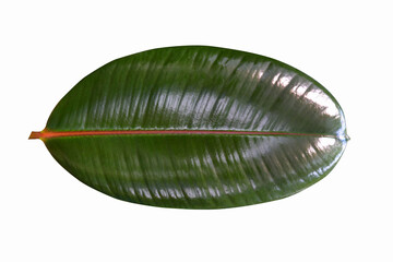 Leaf of Rubber plant isolated on white